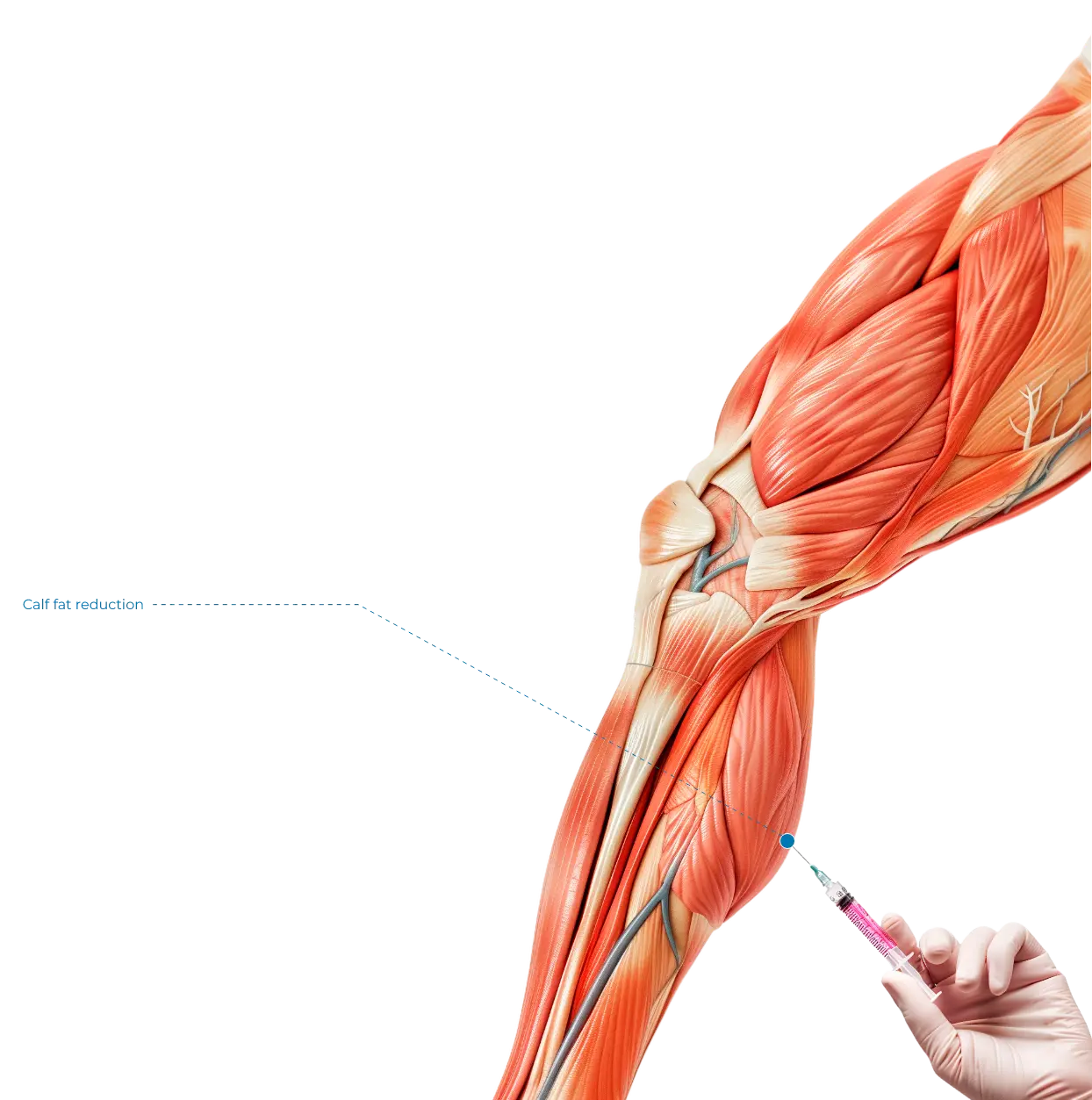 system muscular leg